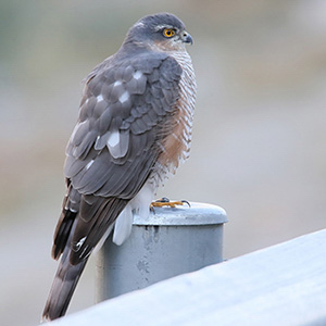 Eurasian Sparrowhawk